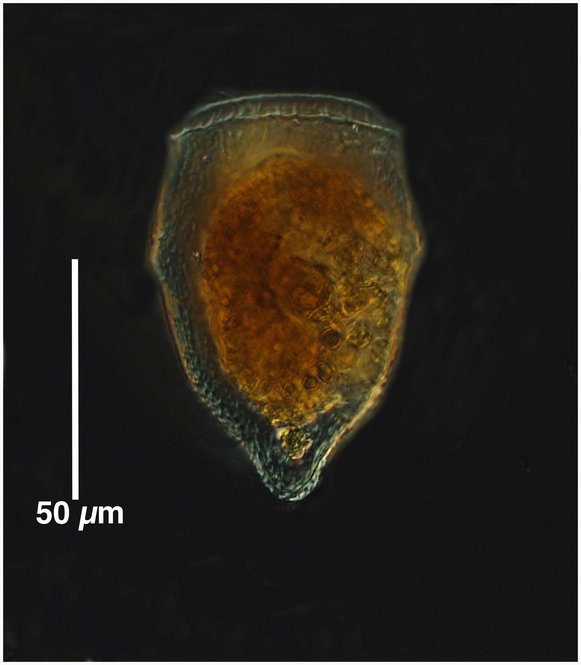 Ptychocyis obtusa