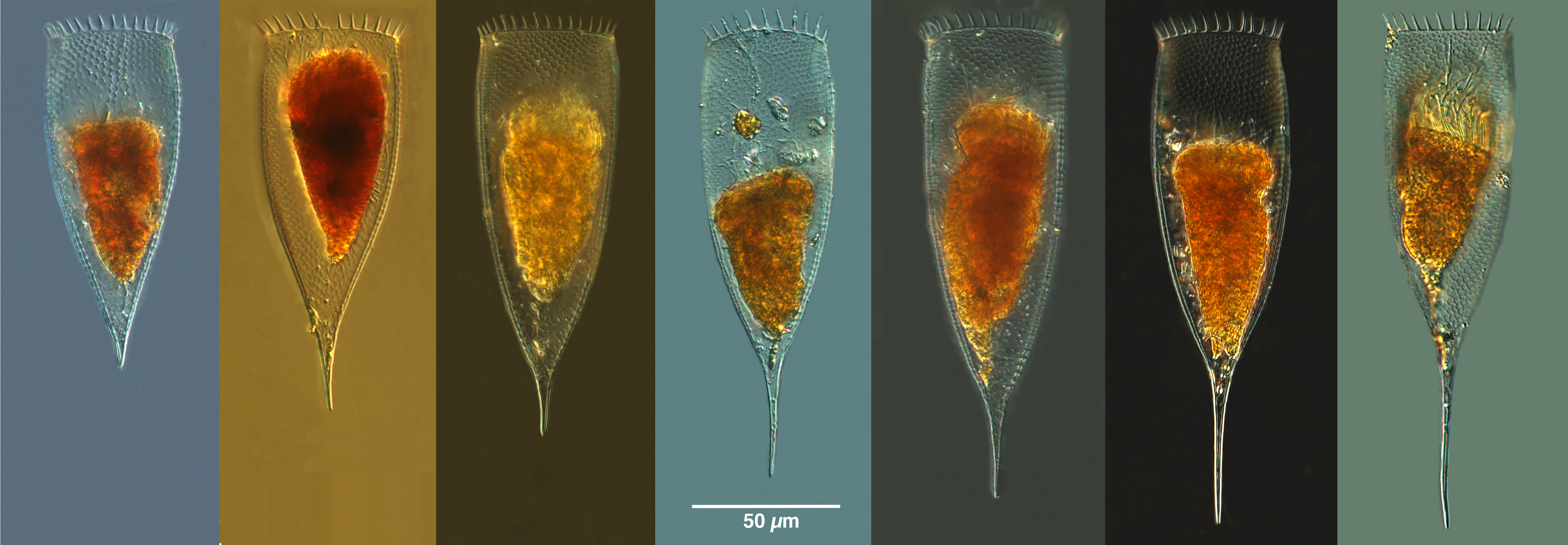 Parafavella parumdentata Morphs from the Arctic in 2014