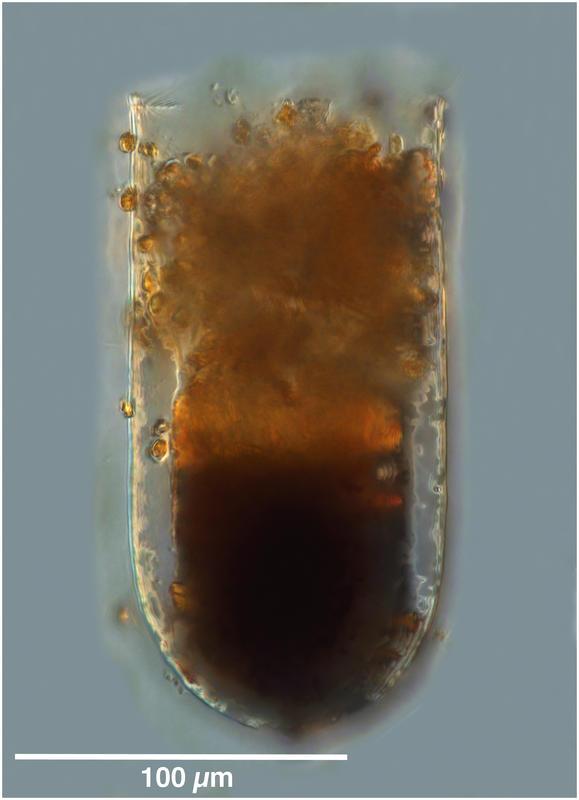 Metacylis vitreoides