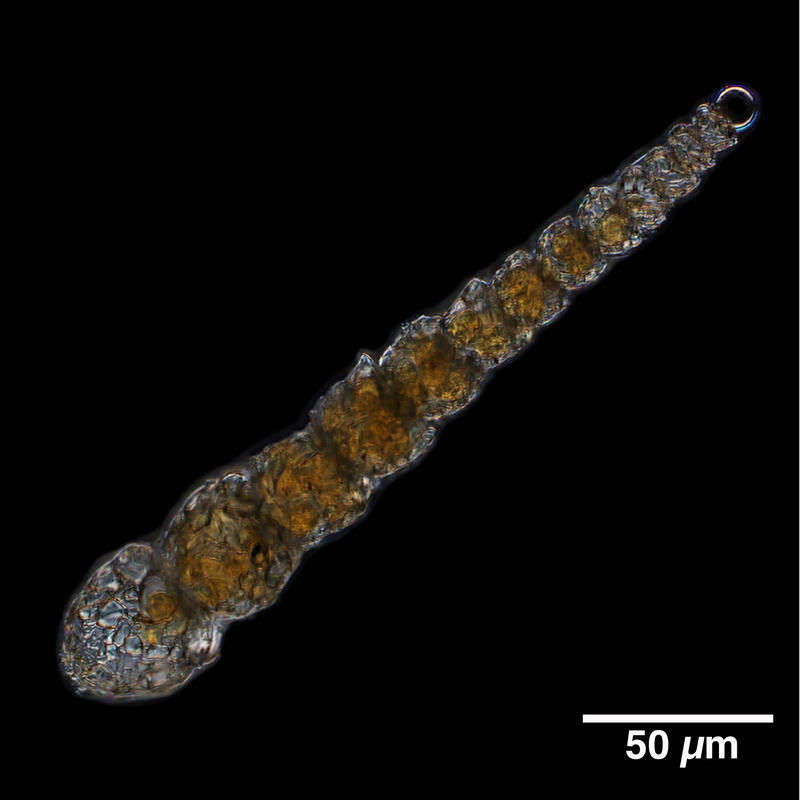 Leptohalysis catella