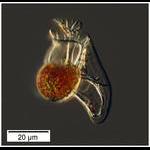 Histionteis sp. from near surface of the Tropical Atlantic