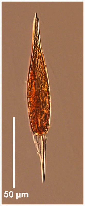 Podolampas spinifera