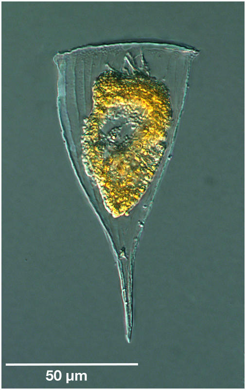 Rhabdonella brandti