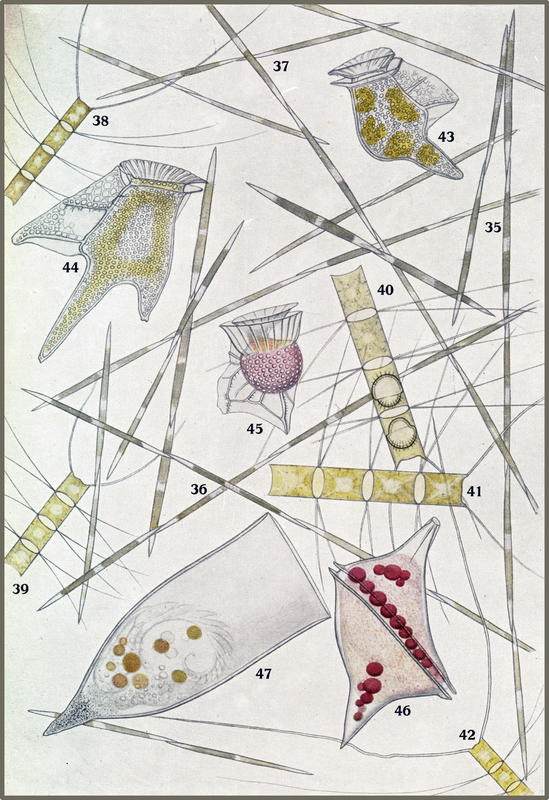 Issel 1934 Plate