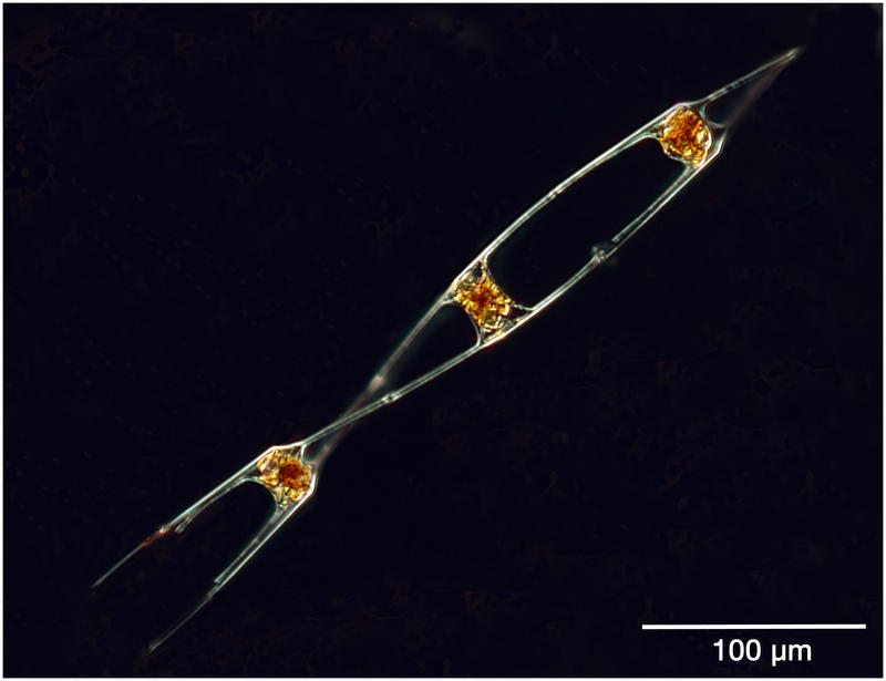 Diatom imitating DNA
