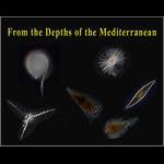 Deep Sea Protists of the Mediterranean Sea: AncesStram project