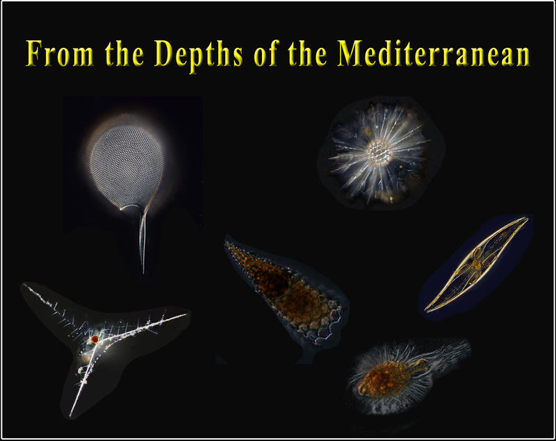 Deep Sea Protists of the Mediterranean Sea: AncesStram project