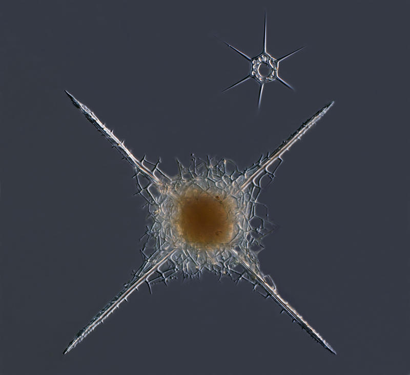 Rhizoplegma boreale (Cleve)