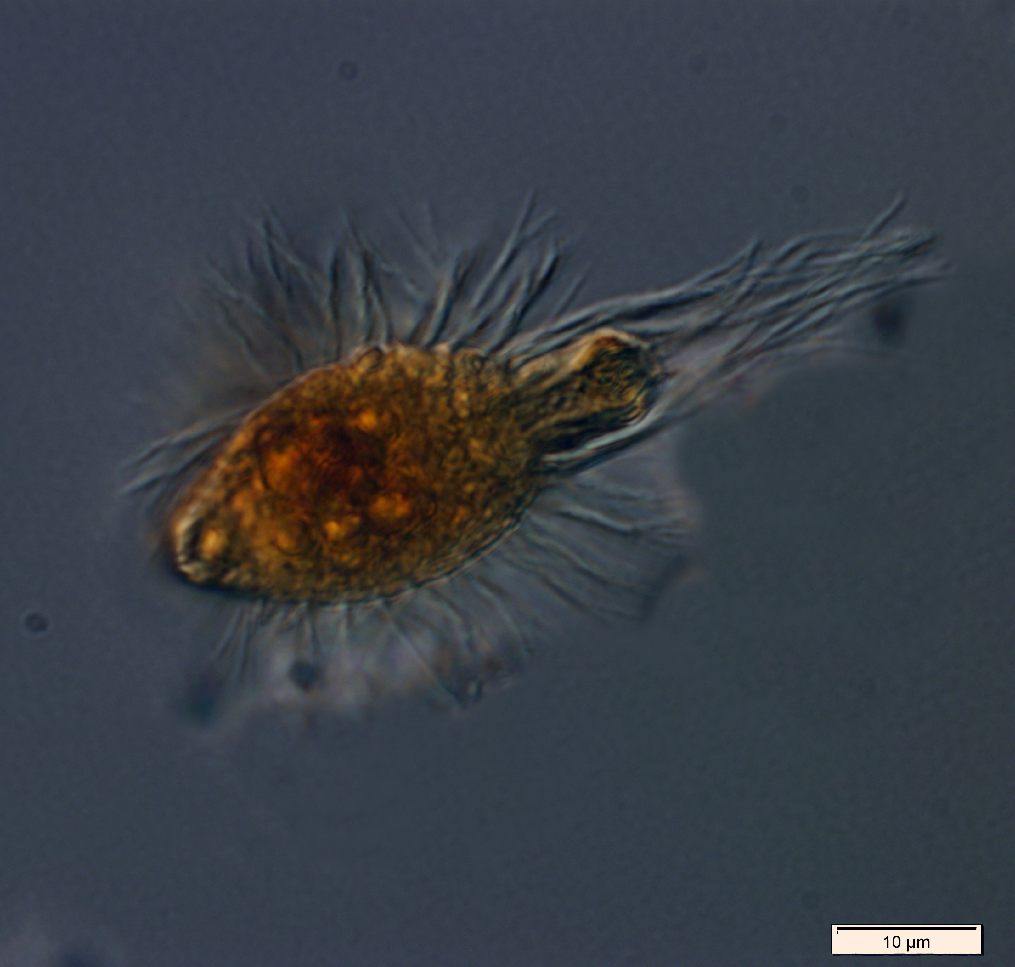 Tiny raptorial ciliate