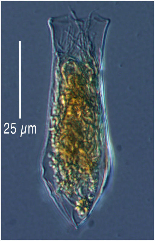 Amphorellopsis laackmanni