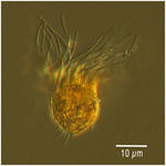 Small oligotrich ciliate