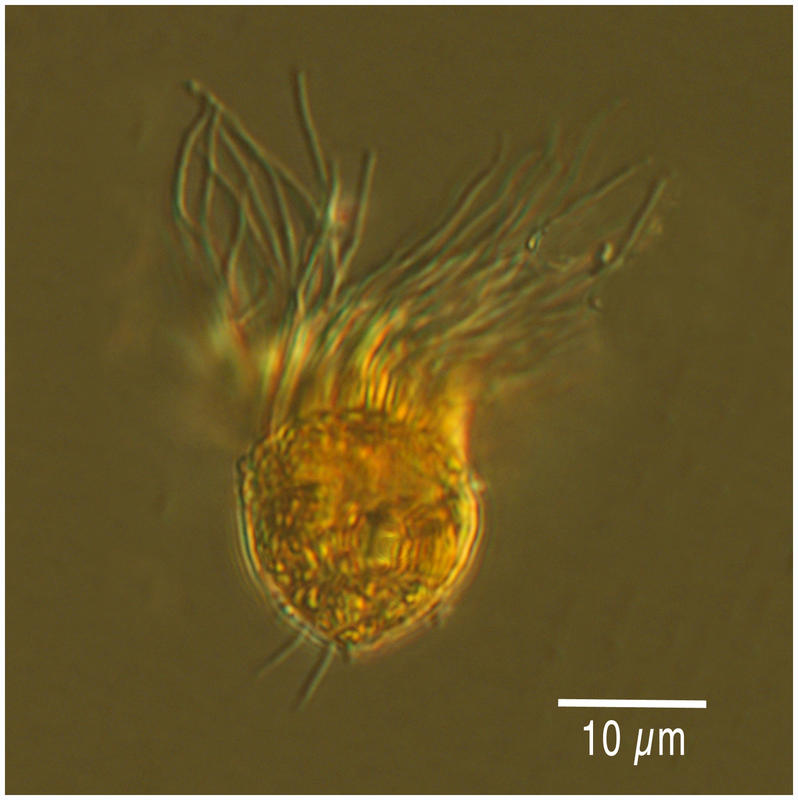 Small oligotrich ciliate