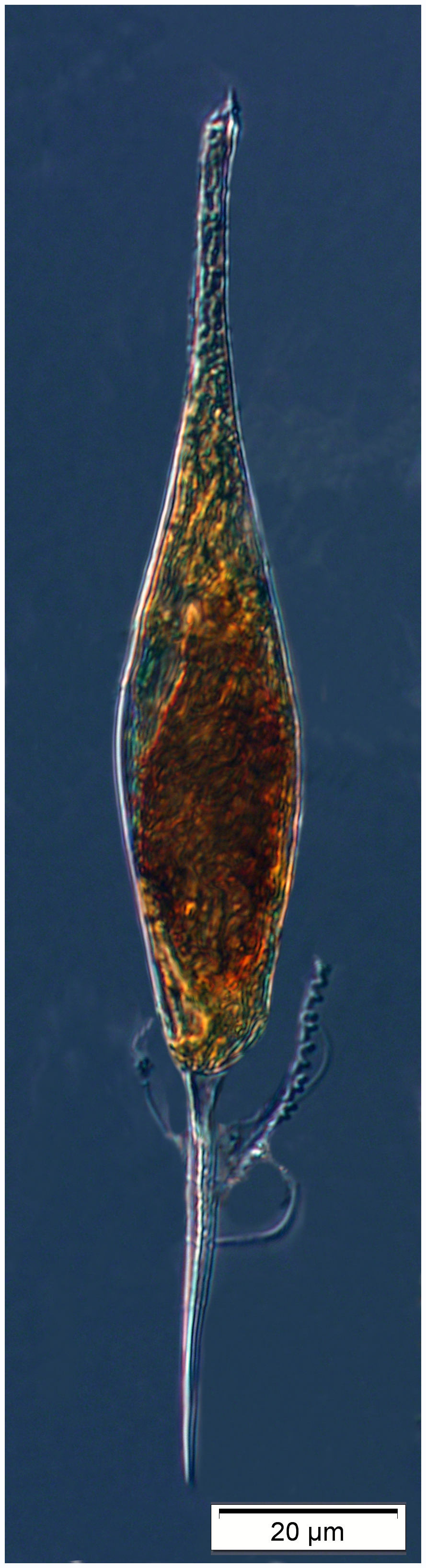 Podolampas spinifera