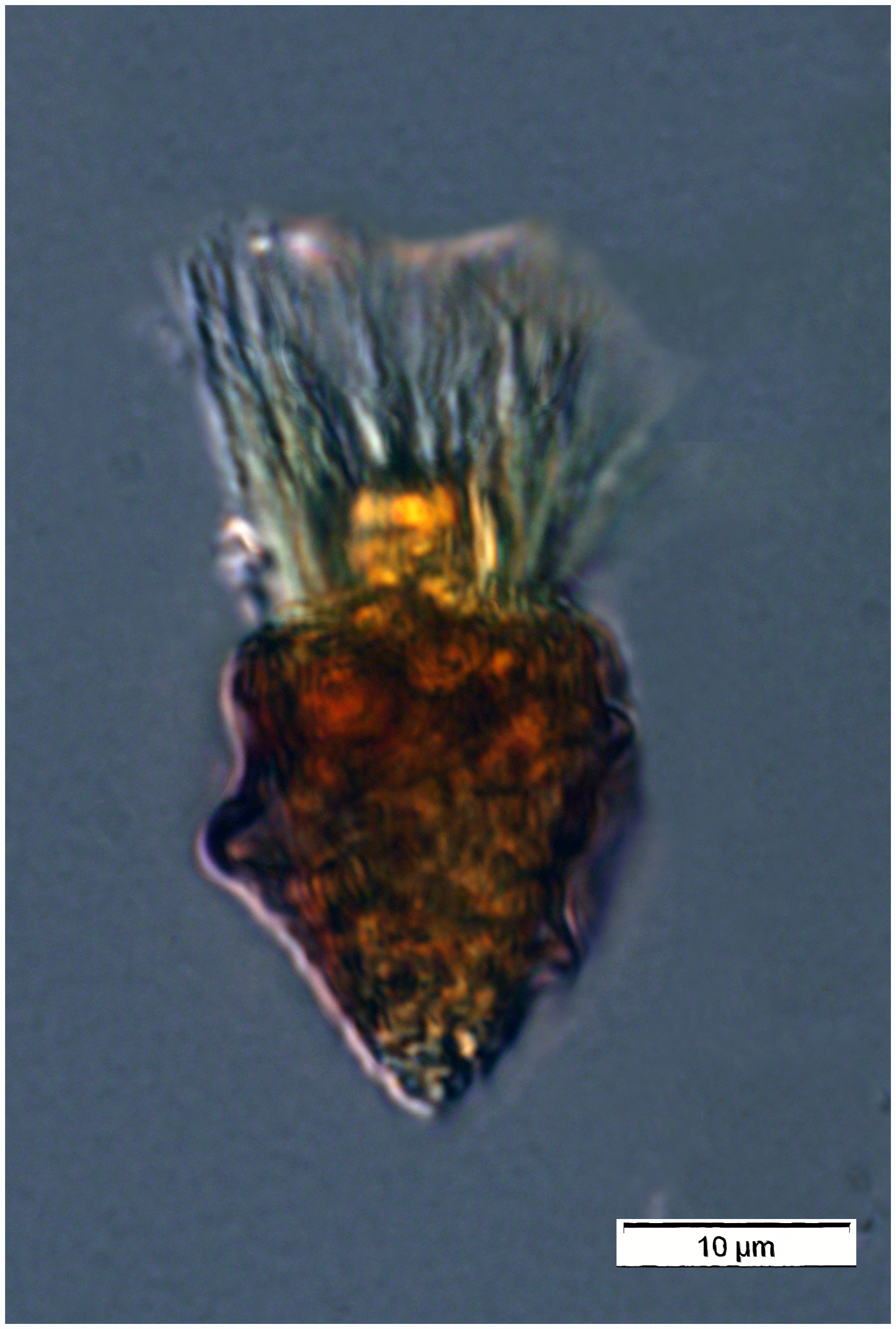 Small deep sea oligotrich ciliate