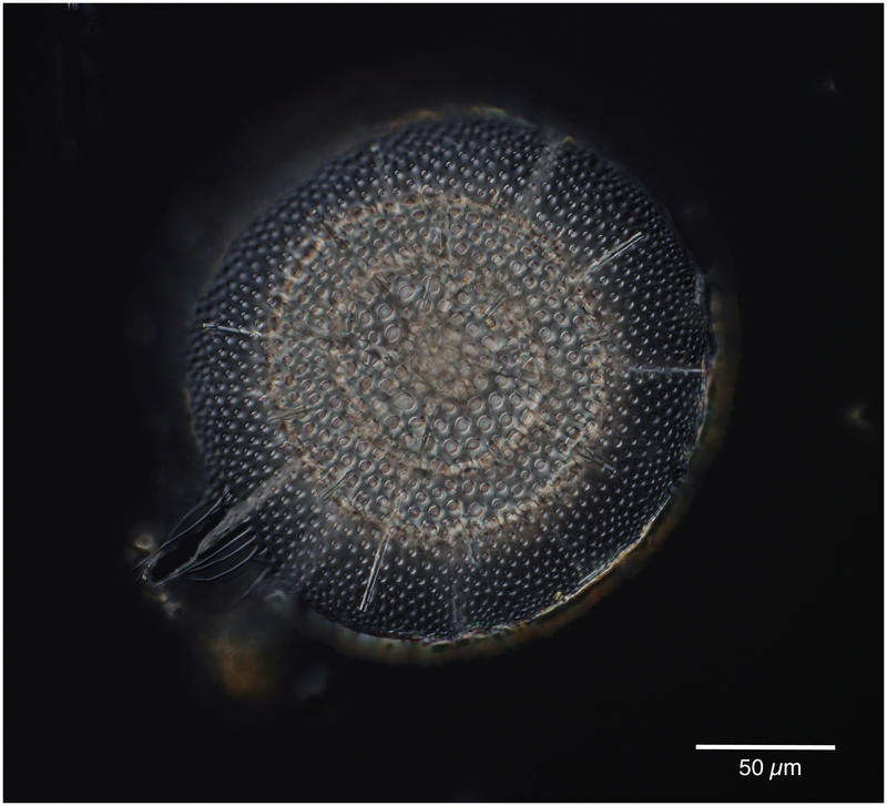 Circodiscus ellipticus (Stöhr 1880)