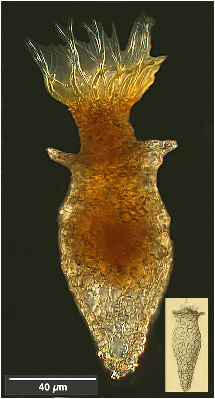 Tintinnopsis sinuata (Brandt 1896)