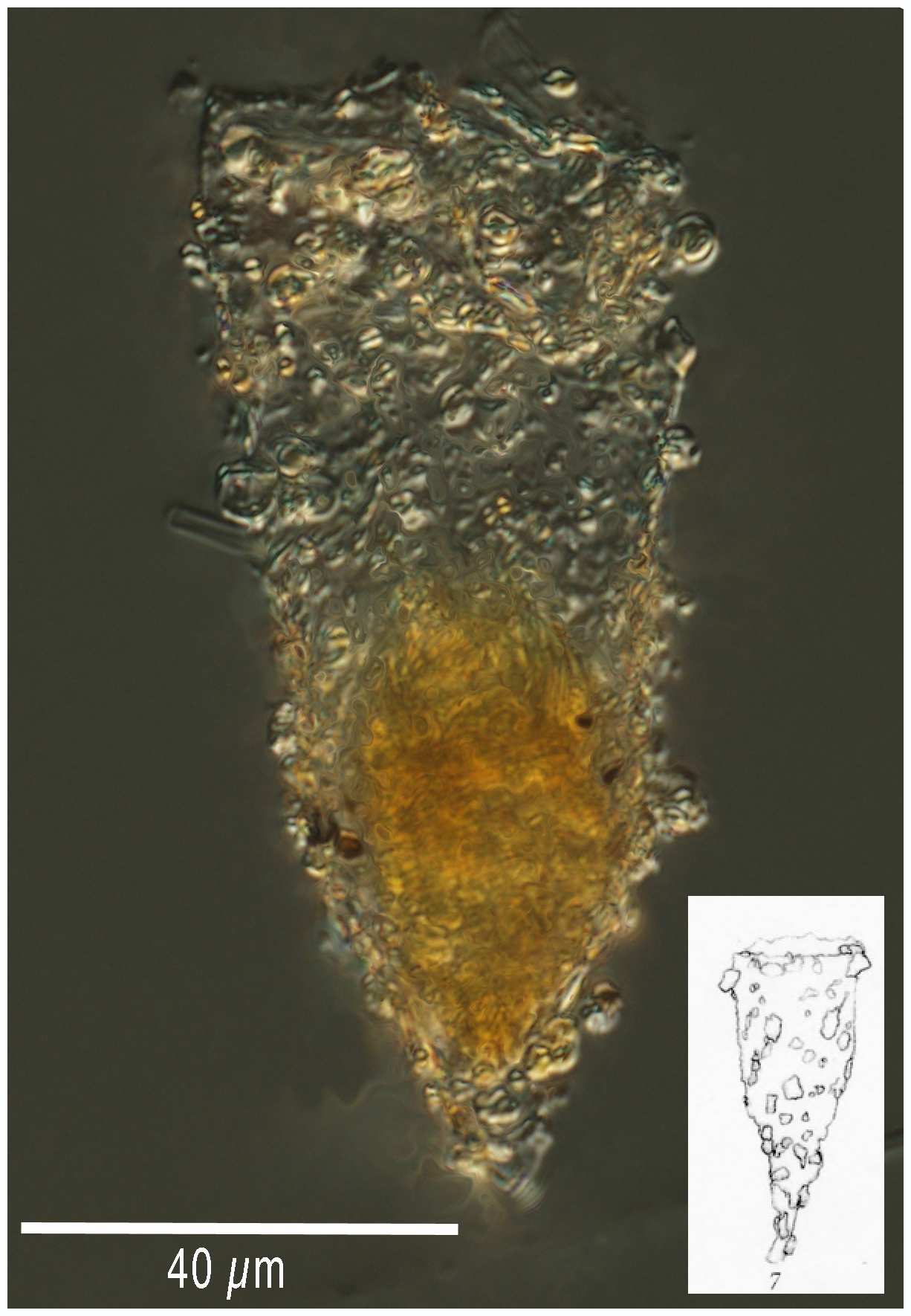 Tintinnopsis fennica (Kofoid & Campbell 1929)