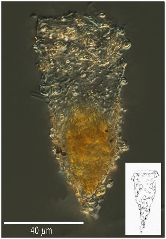 Tintinnopsis fennica (Kofoid & Campbell 1929)