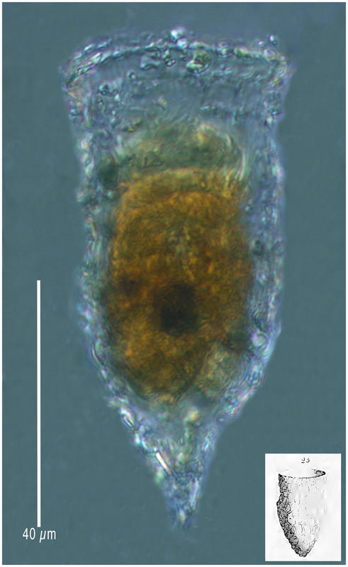 Tintinnopsis vasculum (Meunier 1919)