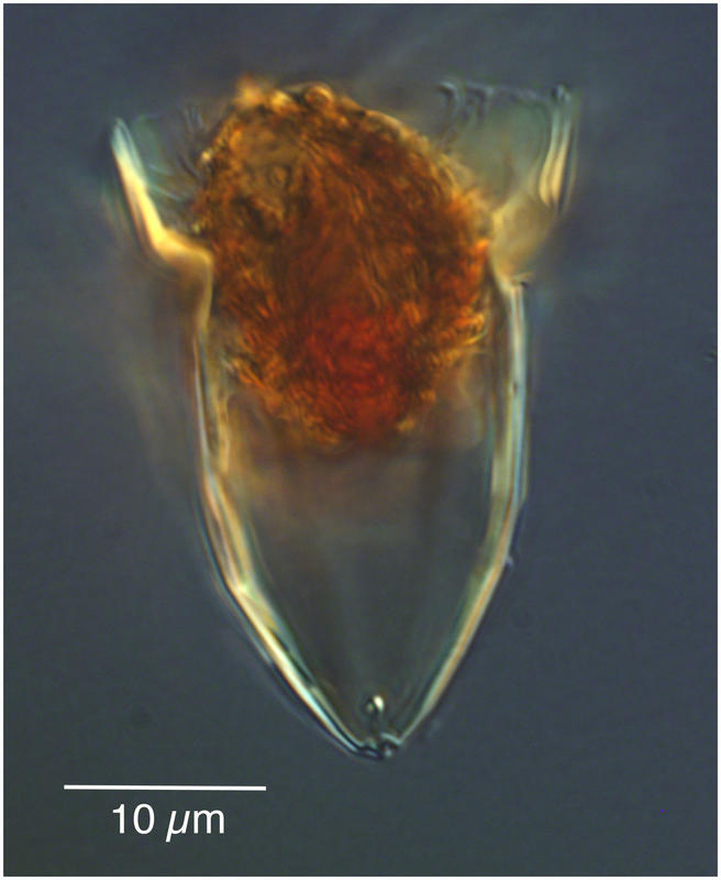 Tiny Ormosella Species