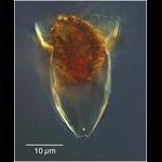 Tiny Deep Sea Ormosella Species