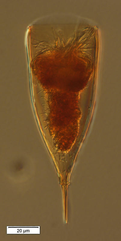 Xystonellopsis scyphium