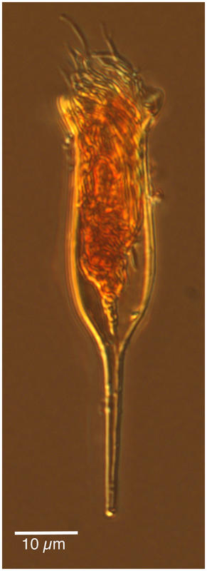 Albatrossiella agassizi