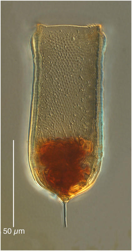 Favella aciculifera