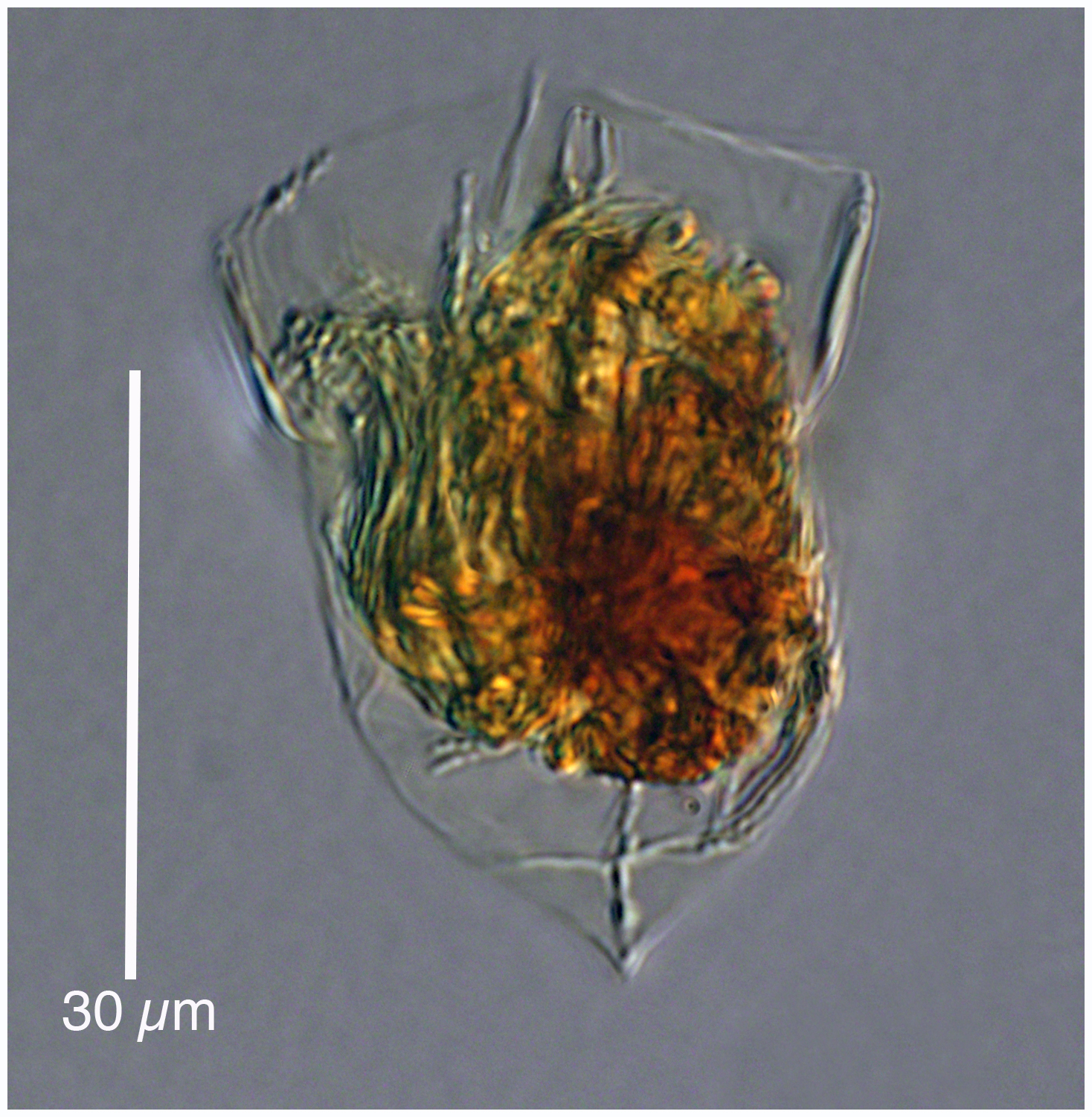 Tiny Amphorellopsis found in deep water