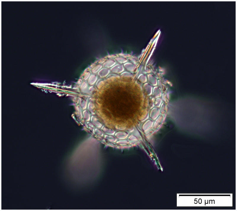 Hexacontium pachydermum