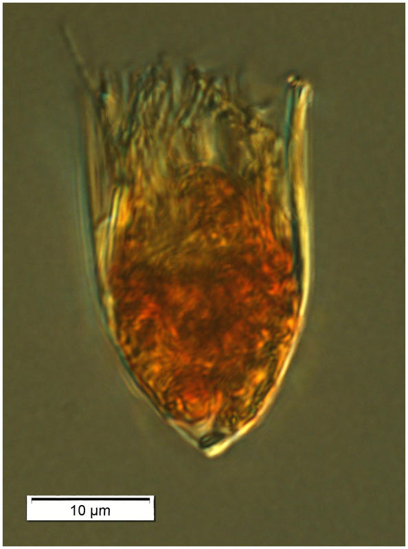 Tiny Metacylis species