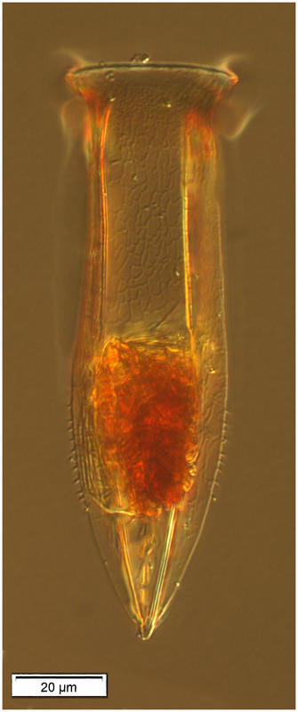 Odontophorella serrulata