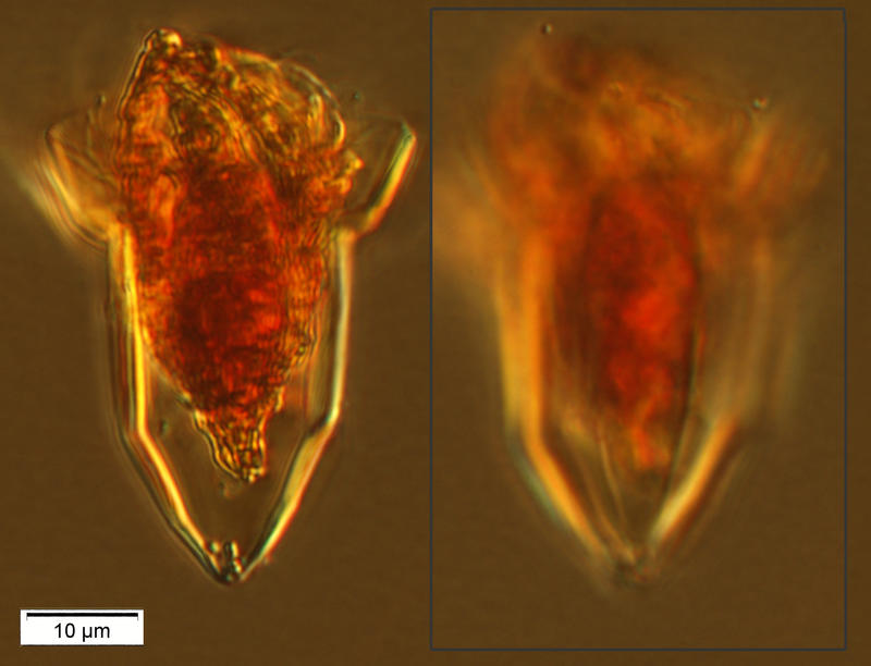 Tiny Deep Sea Ormosella species