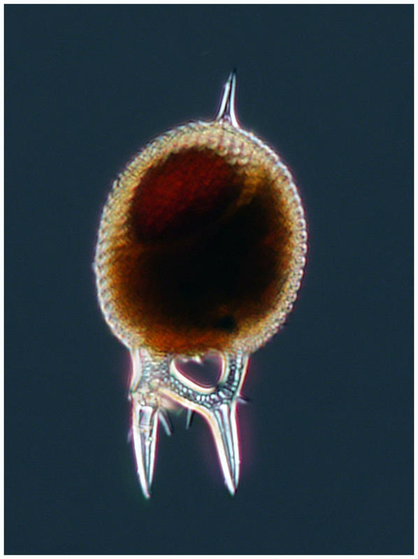 Challengeranium diodon