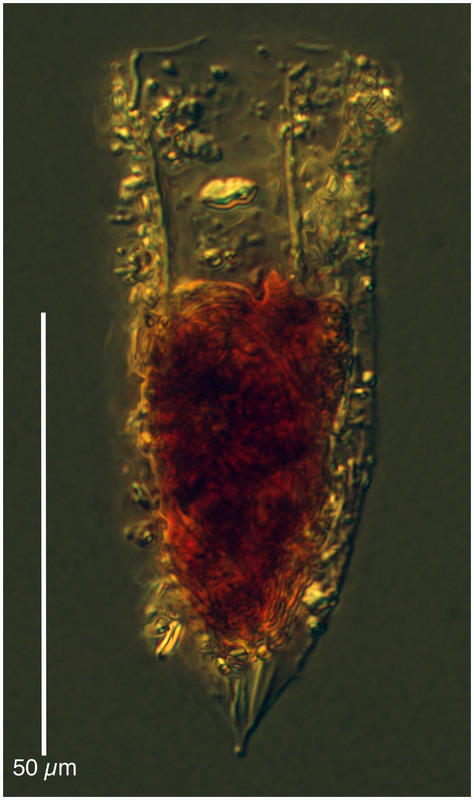 Amphorellopsis tetragona