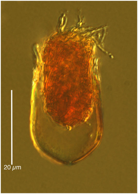 A tiny Undella species - perhaps a new species.