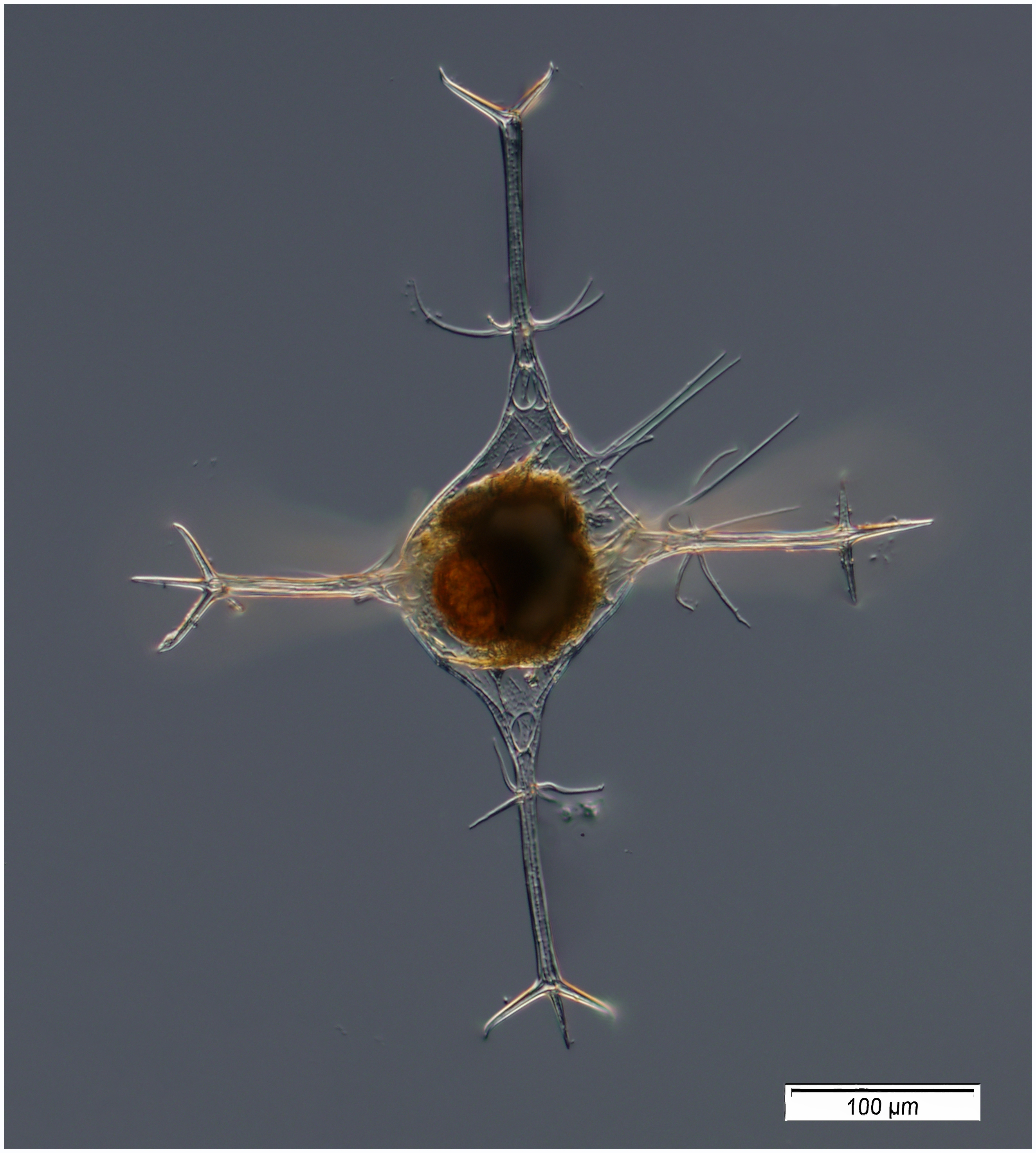 Circoporus hexapodius (Borgert 1902)