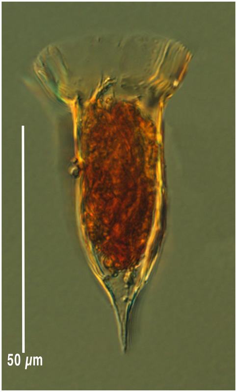 Ormosella trachelium