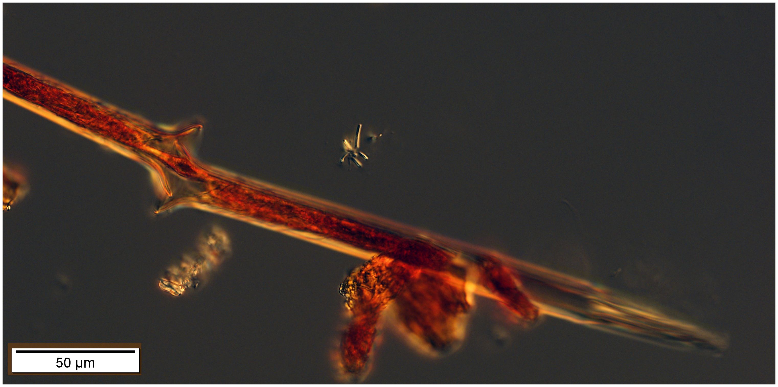 A pair of conjugating Salpingella acuminata from 250 m on April 18 2017.