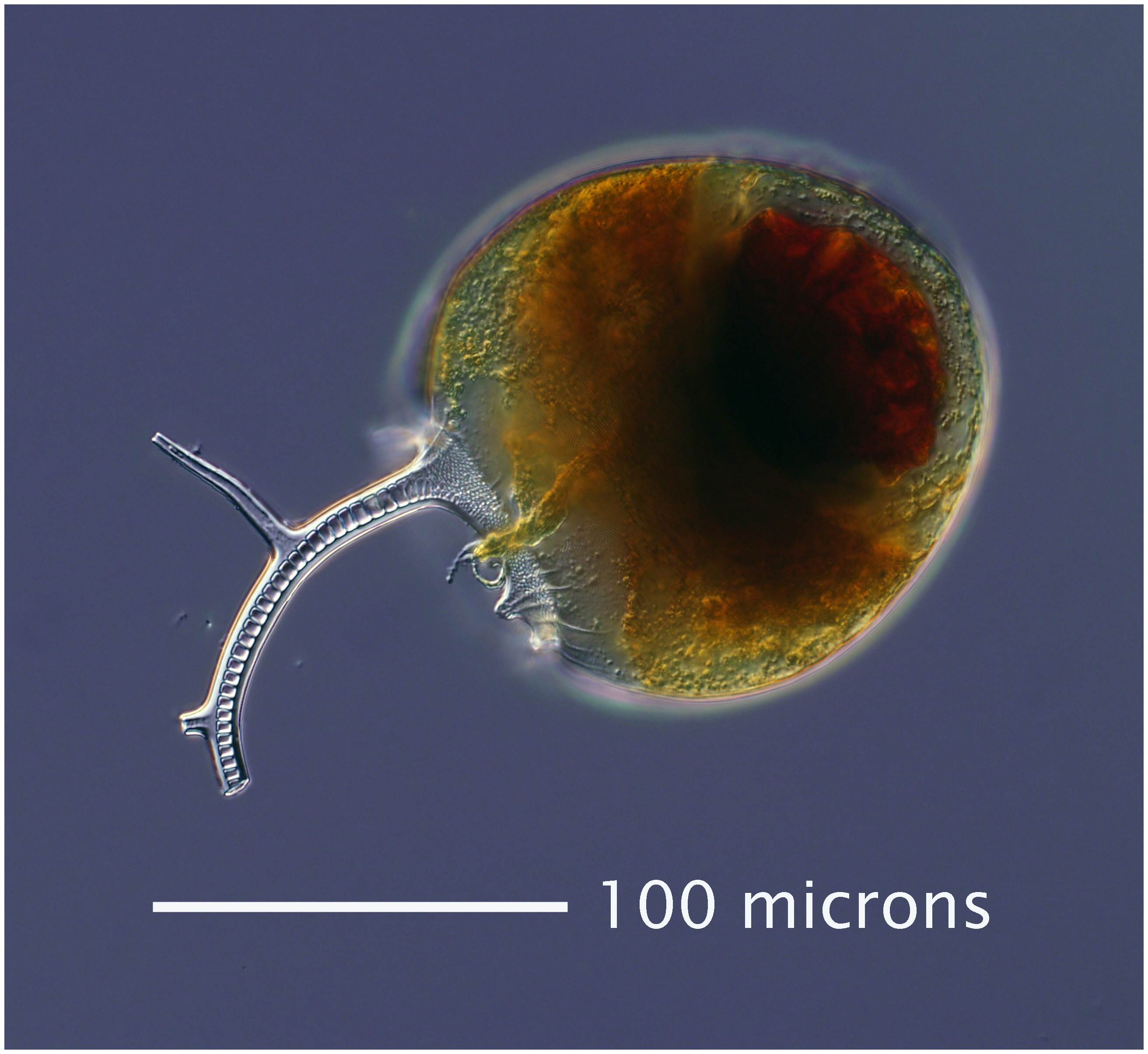 Euphysetta lucani