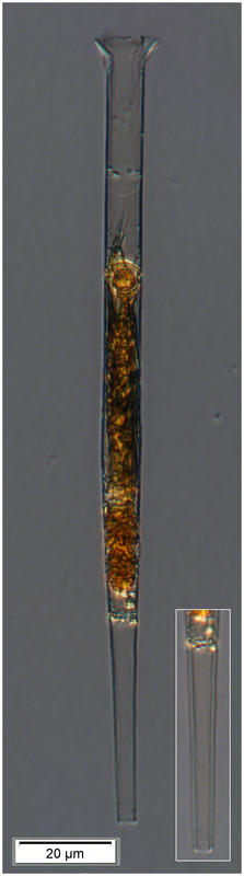 Unknown thin Salpingella species from 24 Aprilat 250m