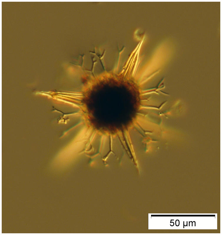 16xcladothorny2may250m