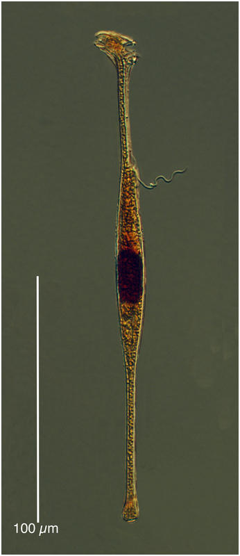 Amphisolenia globifera