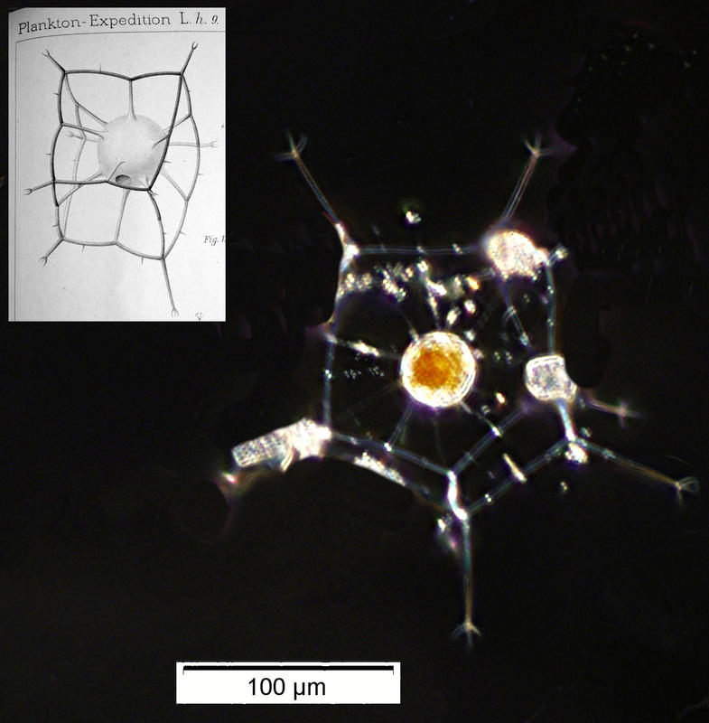 Cannosphaera geometrica