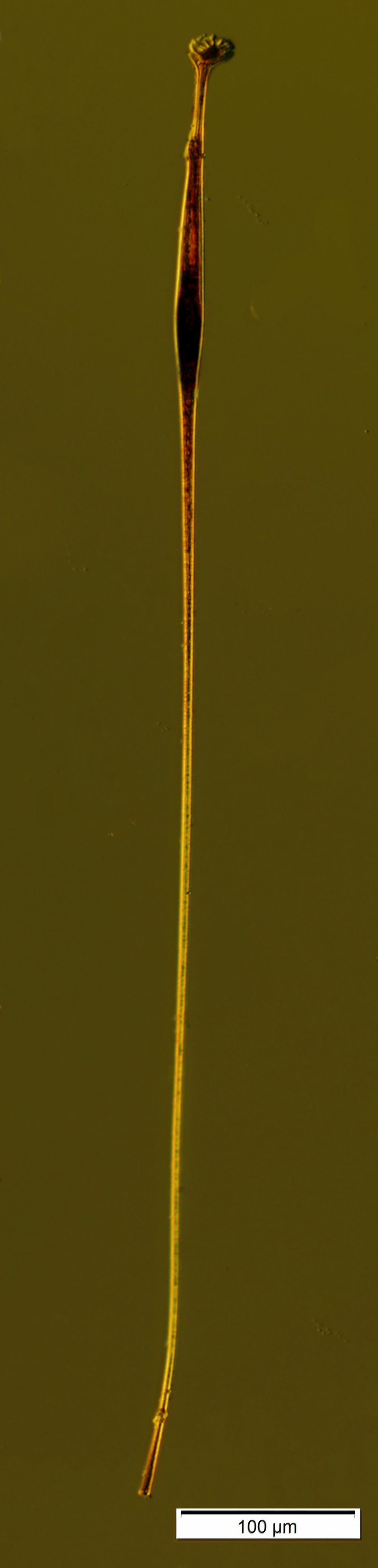 Amphisolenia extensa found at 250m depth on October 24 2017