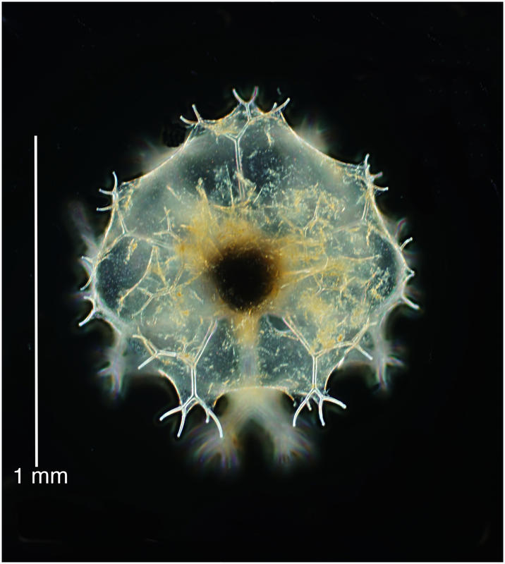 Coelodendrum ramosissimum