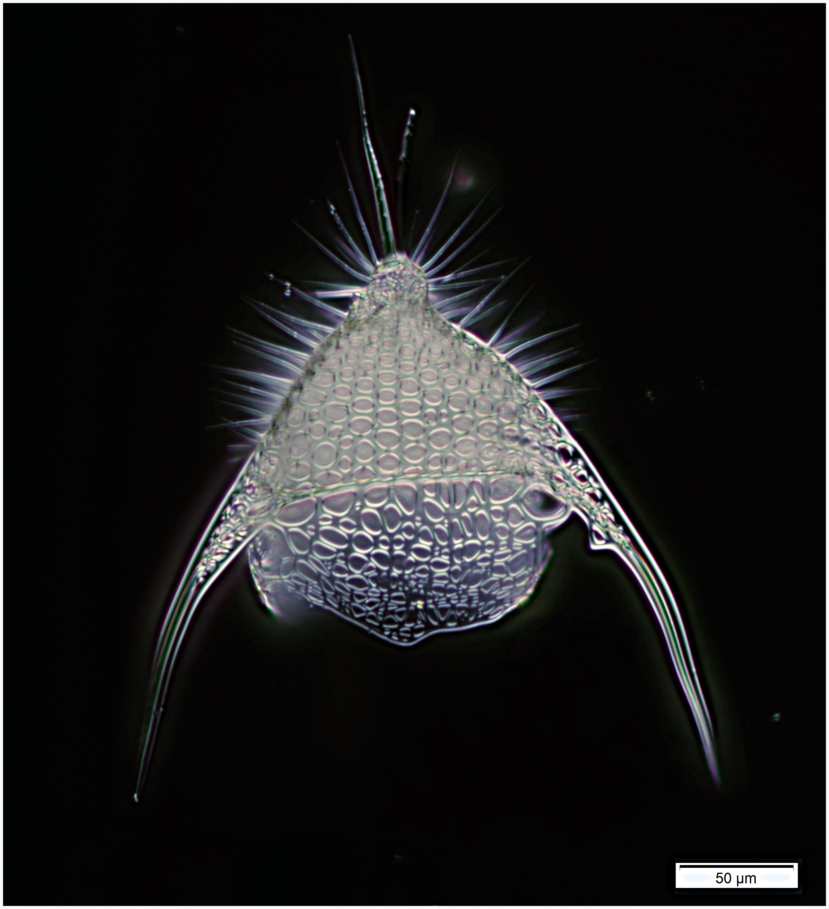 Pterocanium trilobum