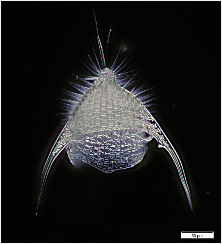 Pterocanium trilobum
