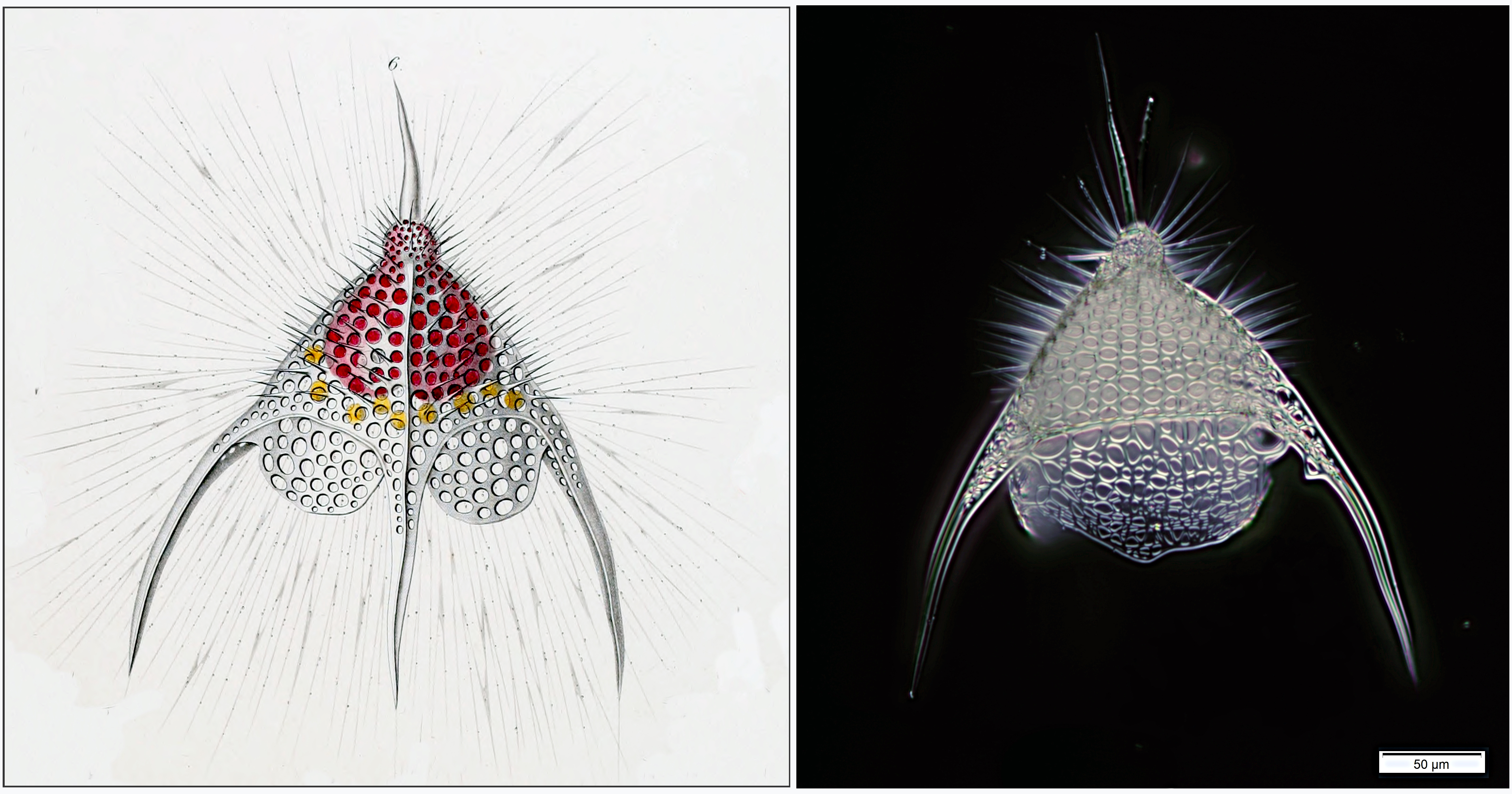 Pterocanium trilobum Skeleton Haeckel 1862 Dictyopdium trilobum