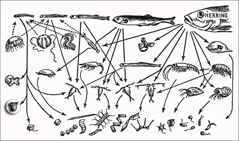 Tintinnids as food for first-feeding herring larvae.